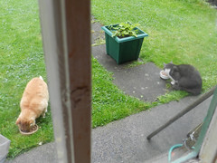 Ginga & Pushy eating in the garden