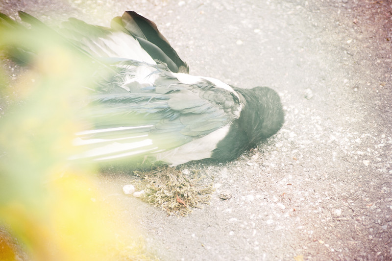Dead magpie