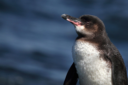 Galapagos Penguin 3 by rhysmarsh