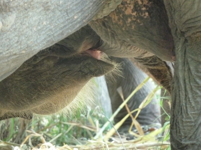 ¡TAILANDIA EN CHANCLETAS! - Blogs de Tailandia - Patara Elephant Farm (21)