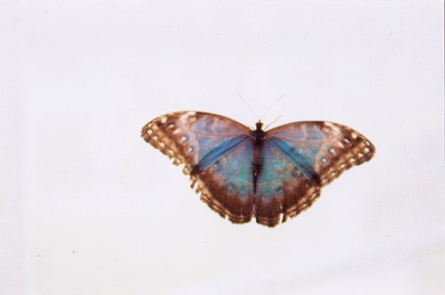 papillon.