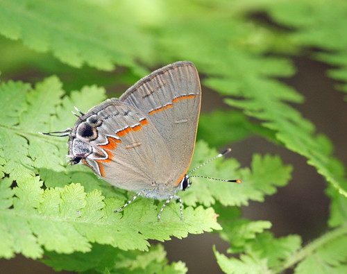 Red-banded Hairstreak by Corey Husic