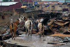 Goats Looking at Burnt-Out Market, Harar, Eastern Ethiopia