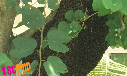 Trouble swarming ahead? 'Huge' bee hive sighted at Bukit Panjang