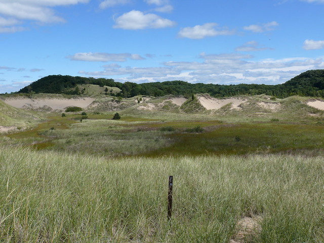 Marsh in the Saugatuck Harbor Natural Area