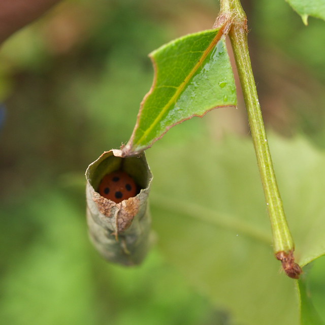 大綠挵蝶幼蟲的葉苞蟲巢出入口
