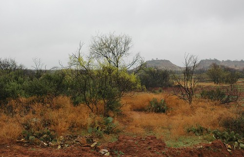 What the wildlife habitat area on Circle A Ranch looked like before ranch manager Tommy Berend used the Agricultural Water Enhancement Program (AWEP) to clear 67.7 acres to create a quail habitat for a bird release next year. 