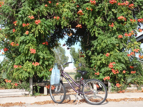 Bike with Flower Archway