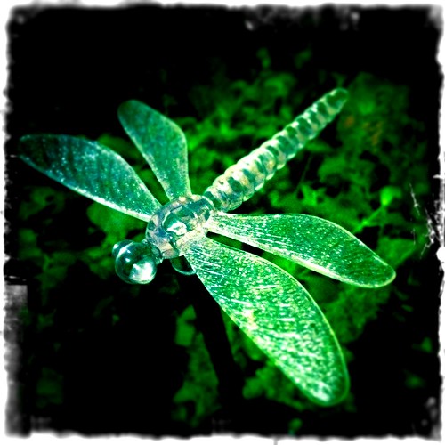 Dragonfly (195/365) by elawgrrl