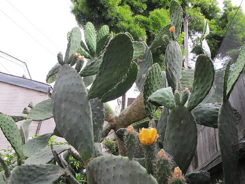 The Towering Prickly Pear