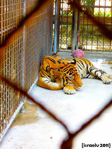 Sleeping Tiger by israelv