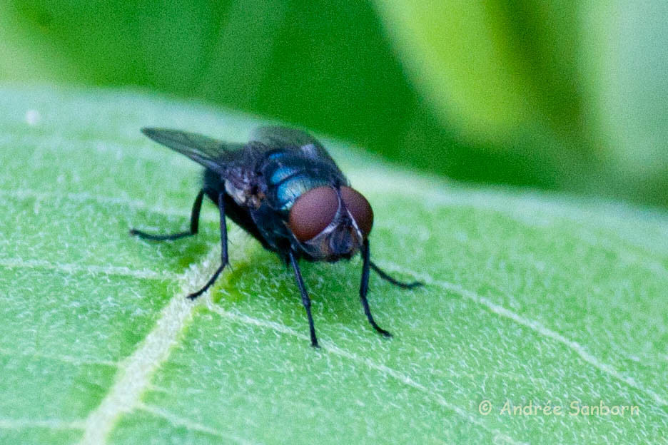 Green Bottle Fly (Lucilia sericata)-3.jpg