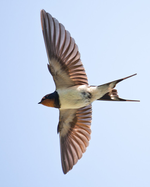 Swallow in Flight