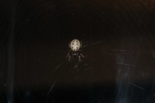 256: Spider... EEK!