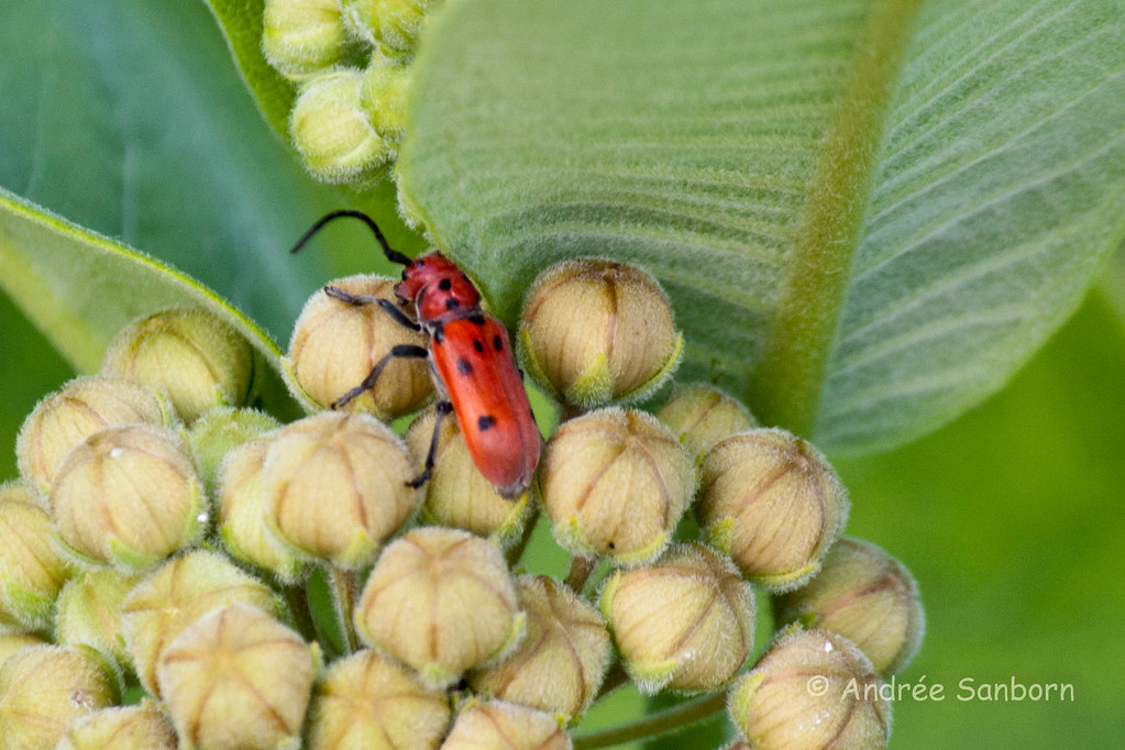 Red Milkweed Beetle (Tetraopes tetrophthalmus)-10.jpg