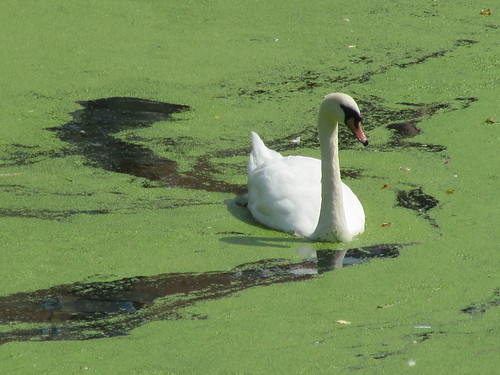 swan with pollen