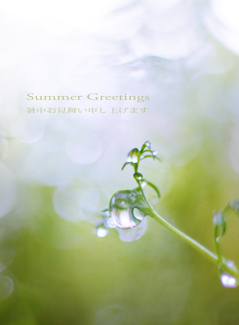 Summer greetings