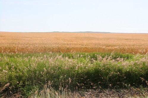 A picture of spring wheat by my farm in Bowdle.
