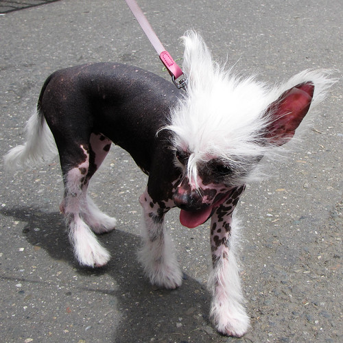 A Chinese Crested hairless puppy! by Rubí Flórez