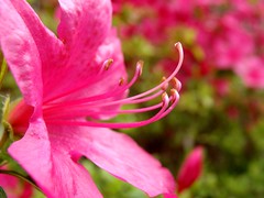 Azalea, side view, showing stamens, style and ...