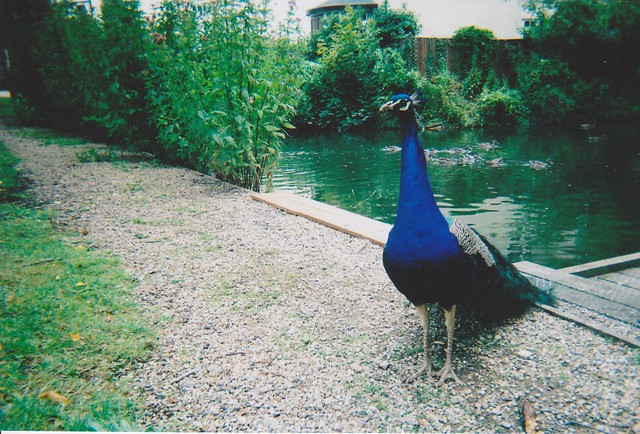 duck pond + peacock.