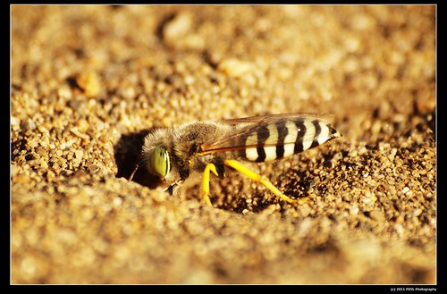 Unknown Sand Wasp (Family Sphecidae)