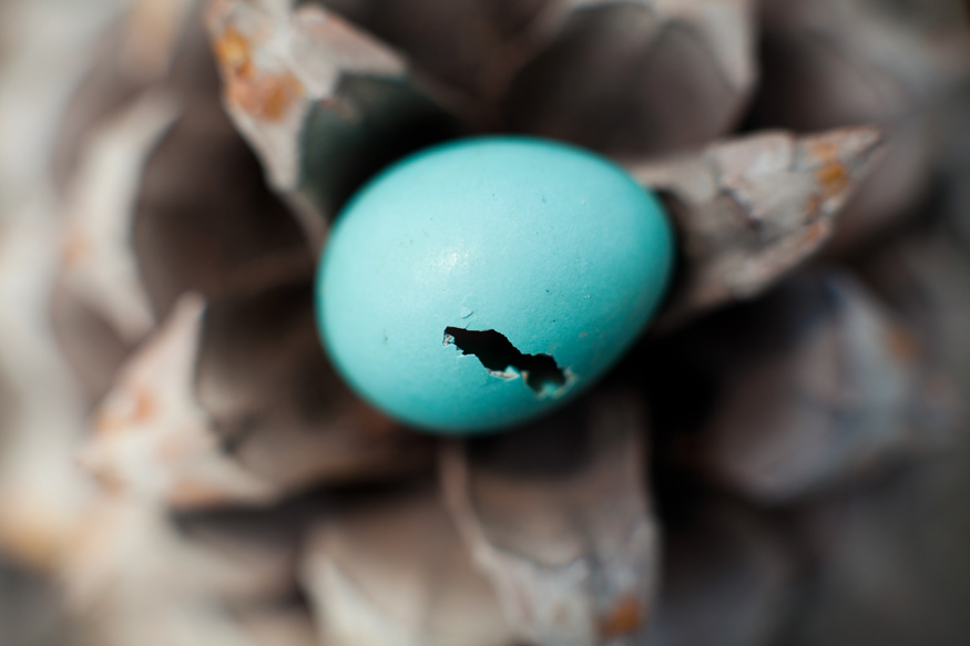 blue bird egg
