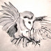 sumi owl