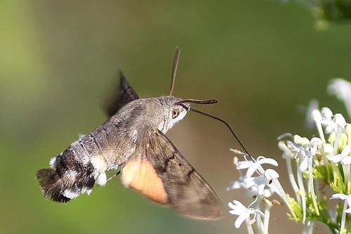The Ultimate Hummingbird Hawk Moth series