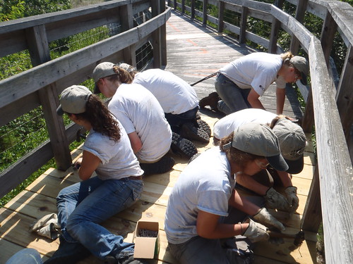 Kiptopeke crew becomes expert at replacing boards on a boardwalk