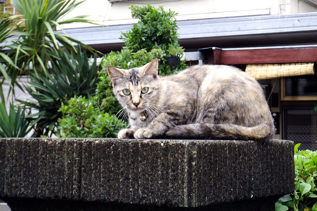 Today's Cat@2011-07-09