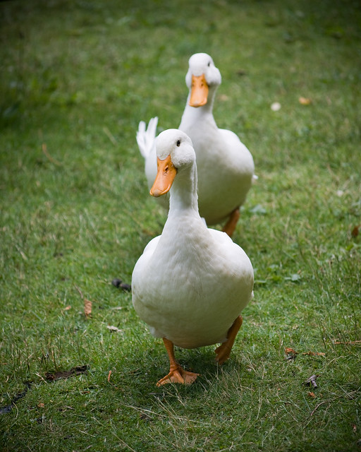 Aflac!!!