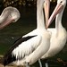Os pelicanos de olho amarelo