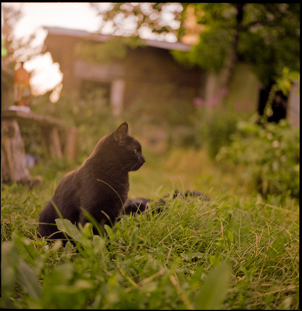 Garden cat.