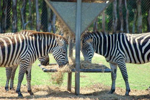 Zebra Feeding
