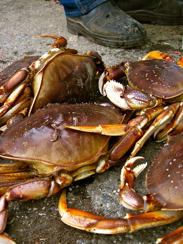 Crabs, Sechelt BC