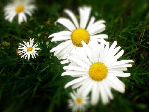 pearldaisies by Nature Morte
