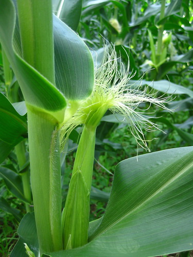 Silky Corn