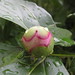 Smiley face Peony :)