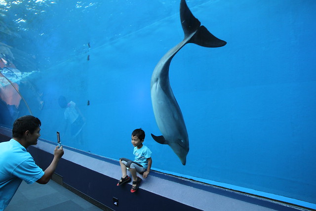 Dolphin Posing With Kid