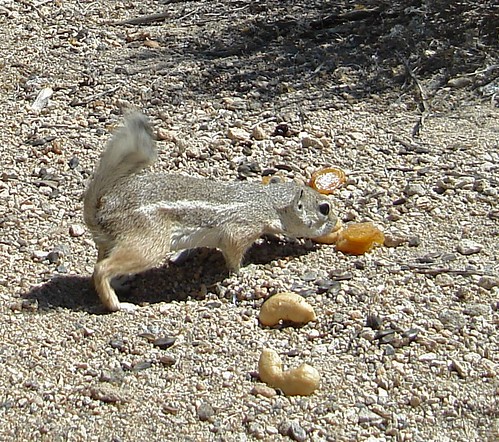 antelope ground squirrel