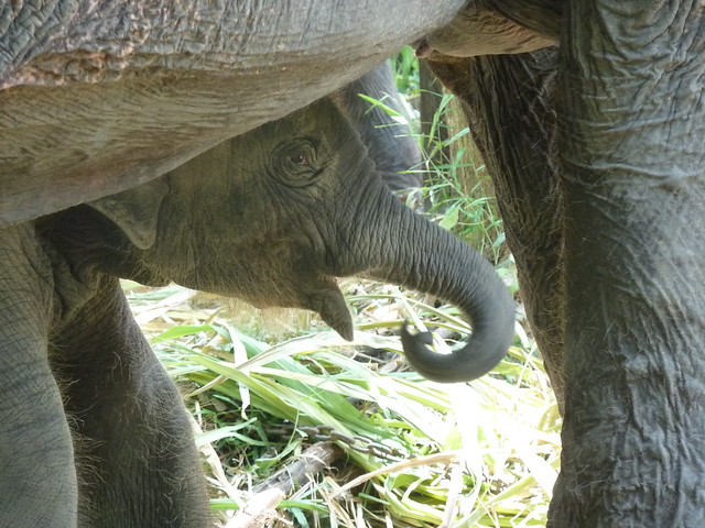 ¡TAILANDIA EN CHANCLETAS! - Blogs de Tailandia - Patara Elephant Farm (20)