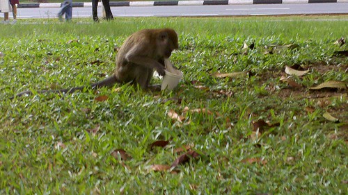Choa Chua Kang macaque