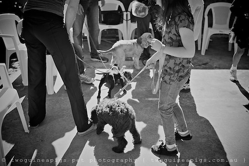 Puppies socialising by twoguineapigs pet photography
