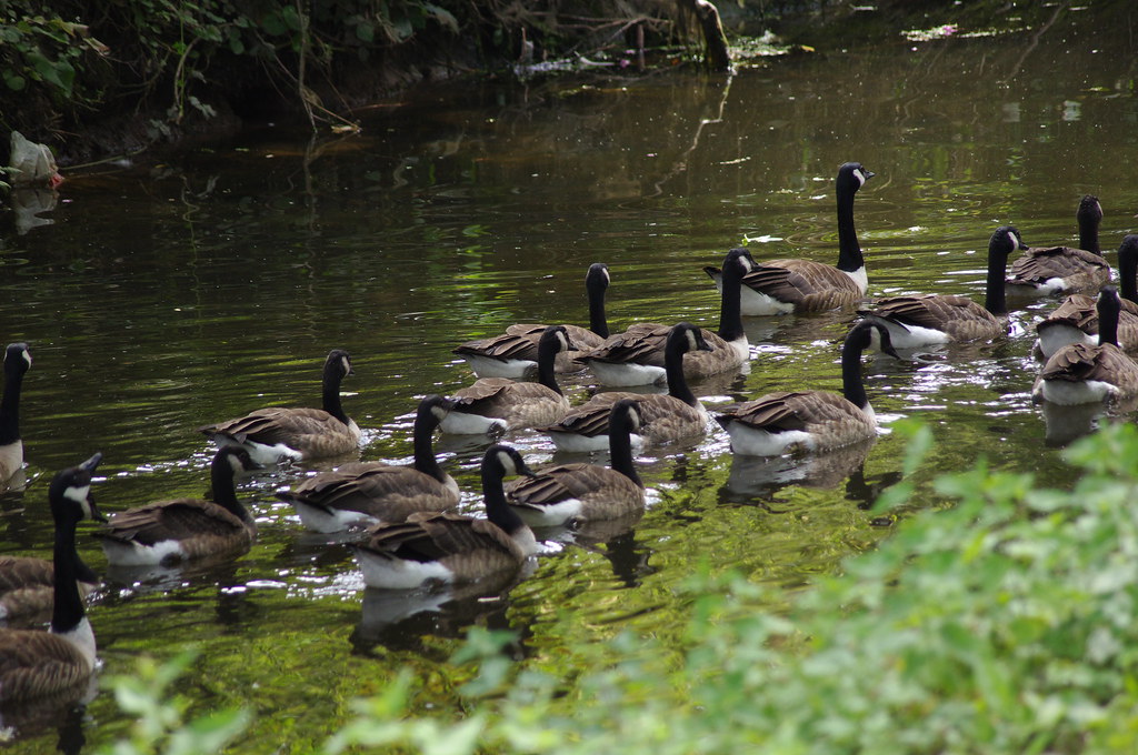 Canada Geese on the Foss 1