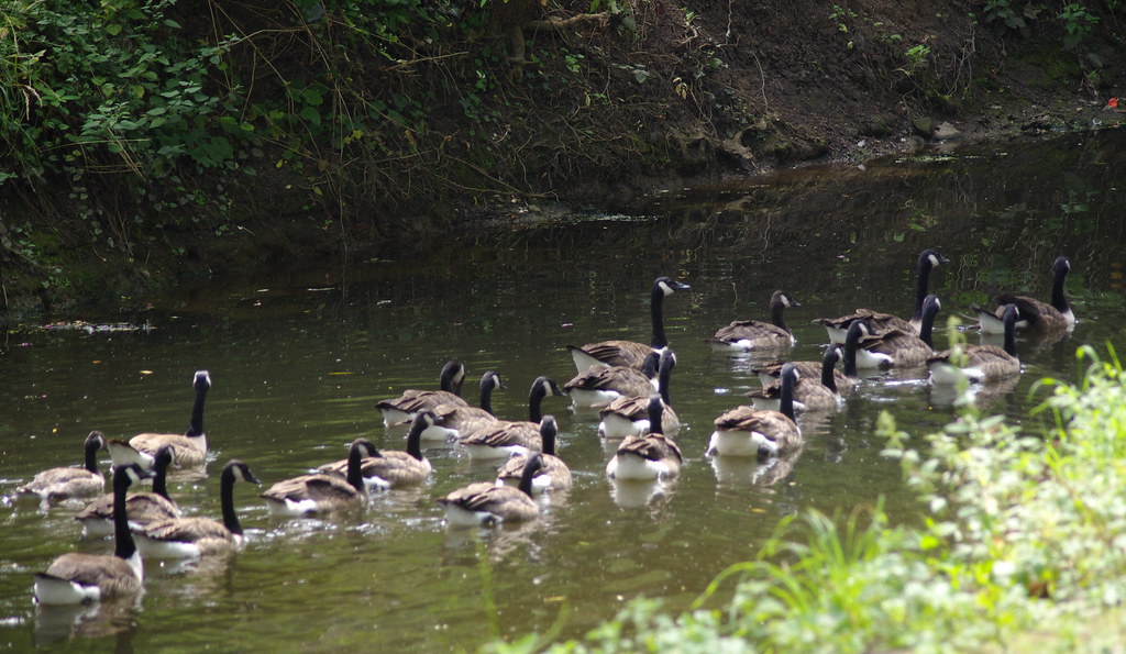 Canada Geese on the Foss 2