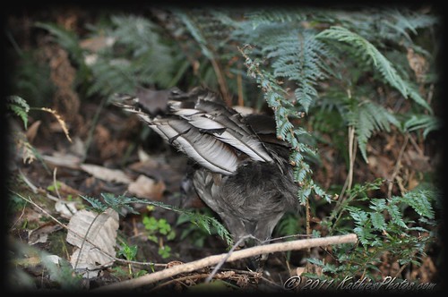 Tail feathers of a Superb Lyrebird Foraging