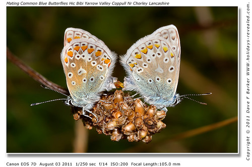 Mating Common Blue Butterflies Hic Bibi Yarrow Valley Coppull Nr Chorley Lancashire
