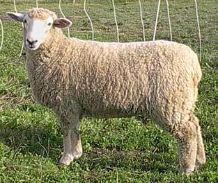 coopworth-sheep