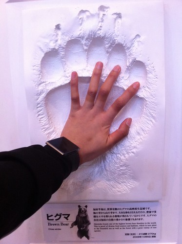 Brown Bear claw size ヒグマの手の大きさ